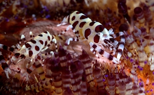 Raja Ampat 2019 - DSC08059_rc- Colemen shrimp - Crevette de Coleman - Periclimenes colemani